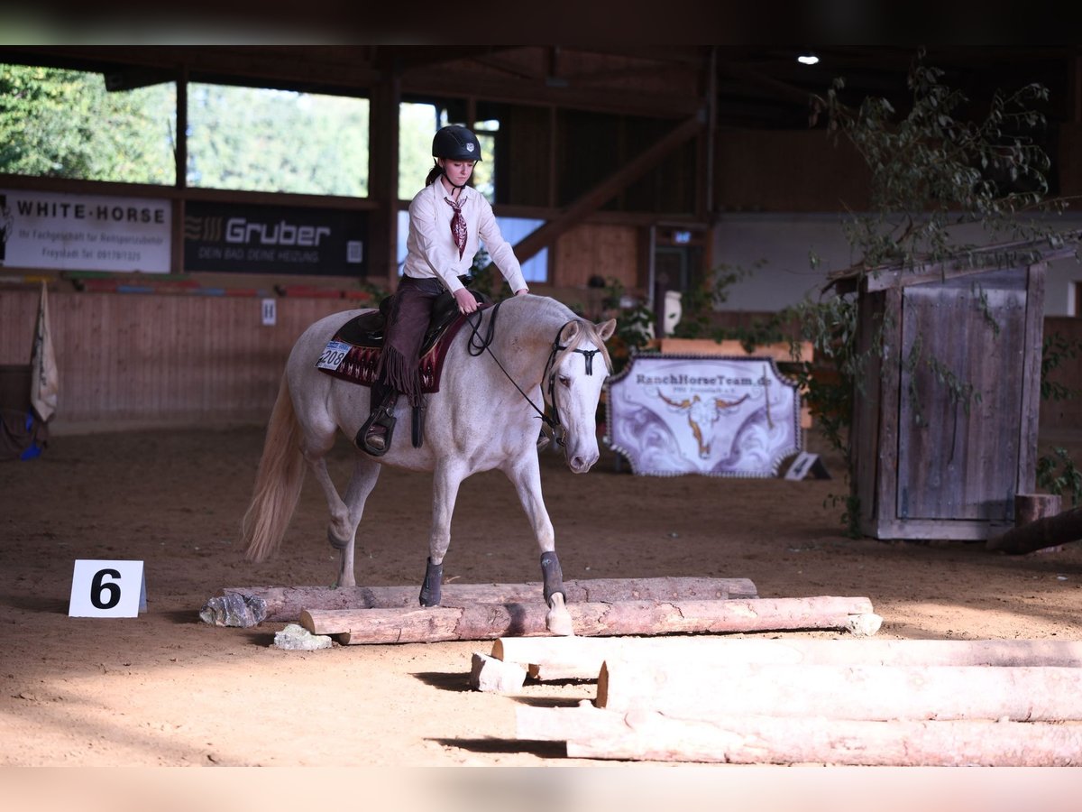 Andaluso Giumenta 11 Anni 158 cm Perlino in Kasendorf