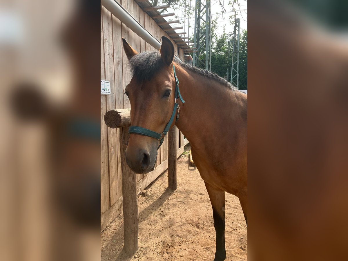 Andaluso Mix Giumenta 12 Anni 145 cm Baio in Langenfeld