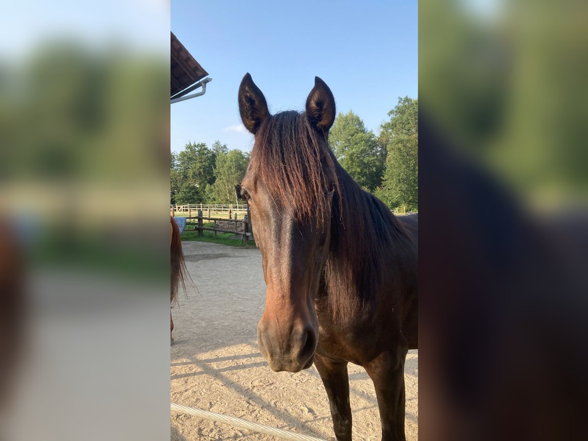 Andaluso Giumenta 12 Anni 160 cm Baio nero in nähe Stainz