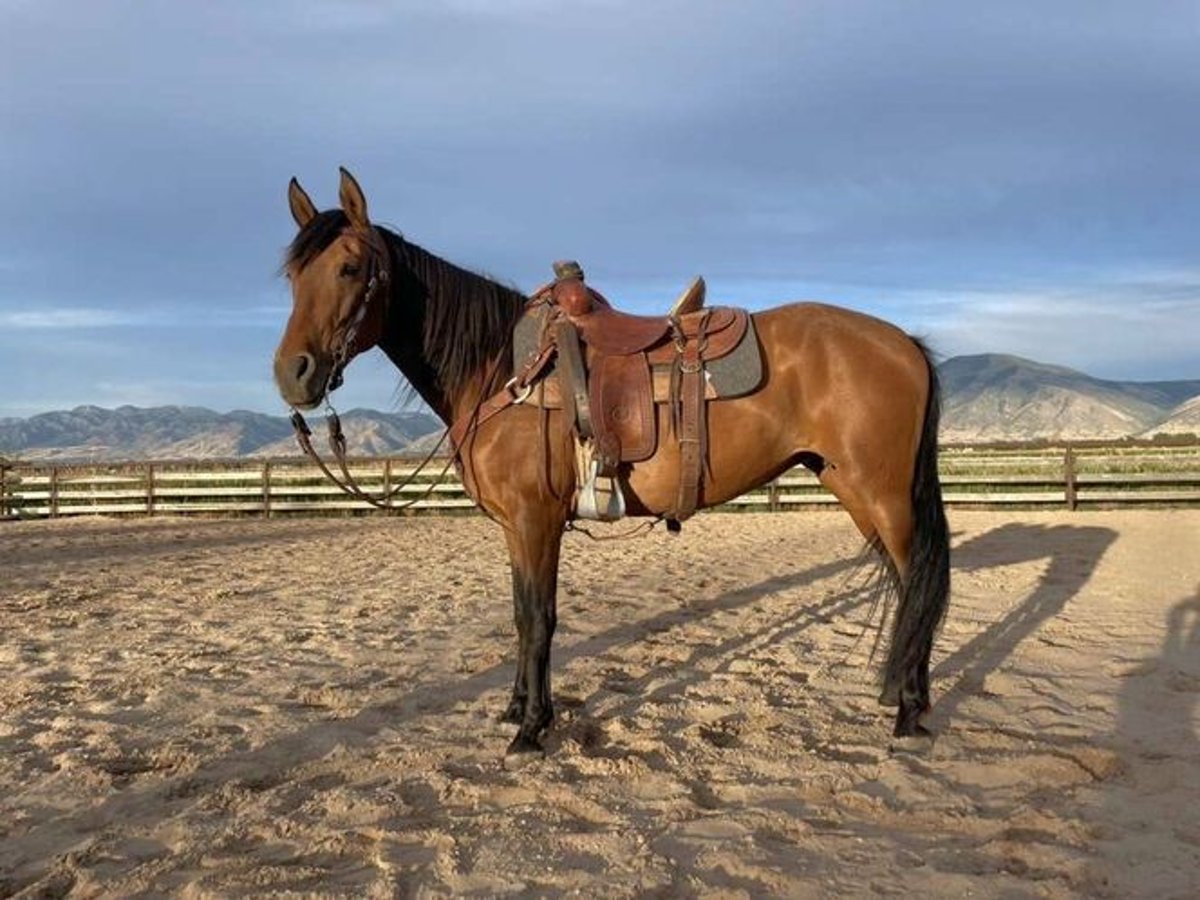 Andaluso Giumenta 13 Anni 152 cm Baio ciliegia in Logan, UT