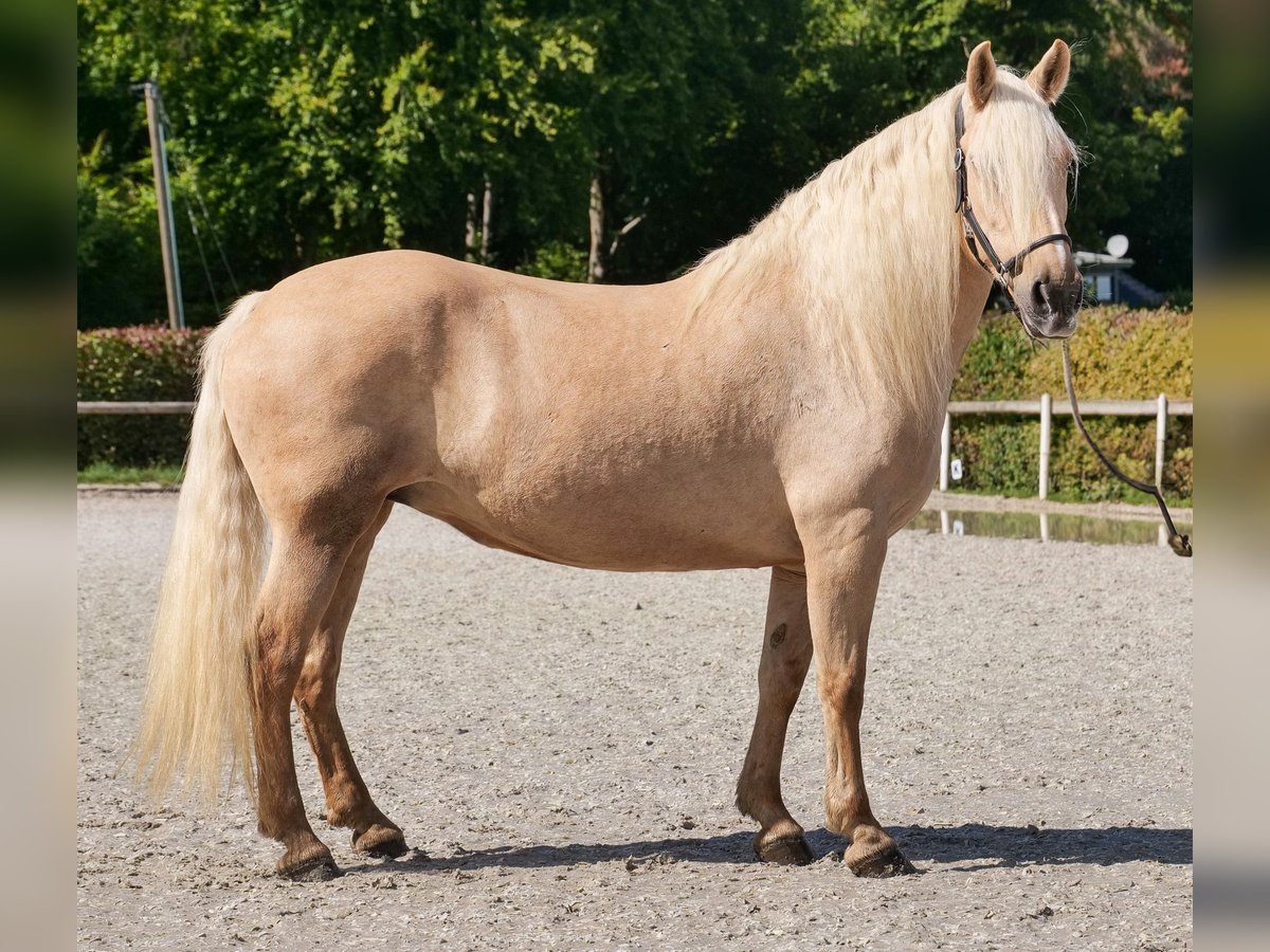 Andaluso Giumenta 13 Anni 155 cm Palomino in Neustadt (Wied)