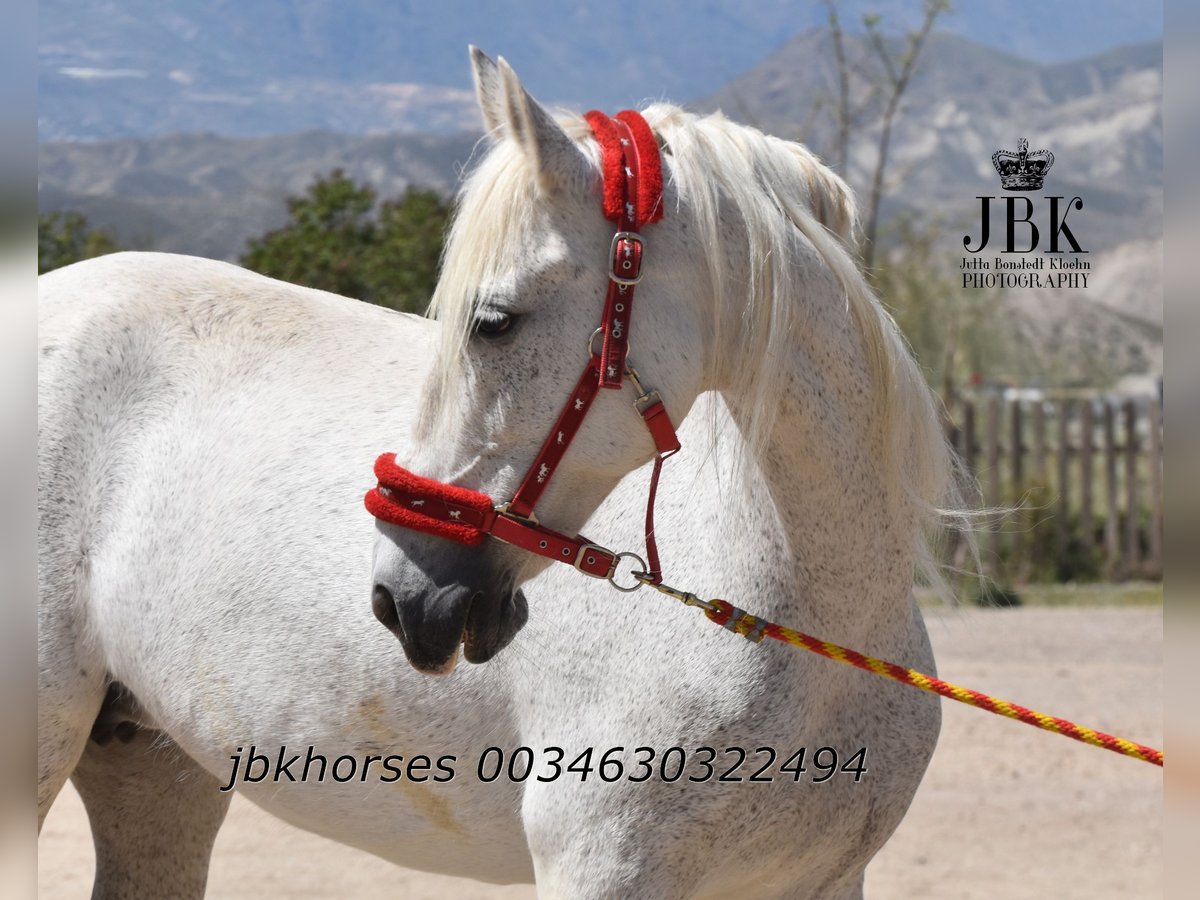 Andaluso Mix Giumenta 14 Anni 160 cm Grigio in Tabernas Almeria
