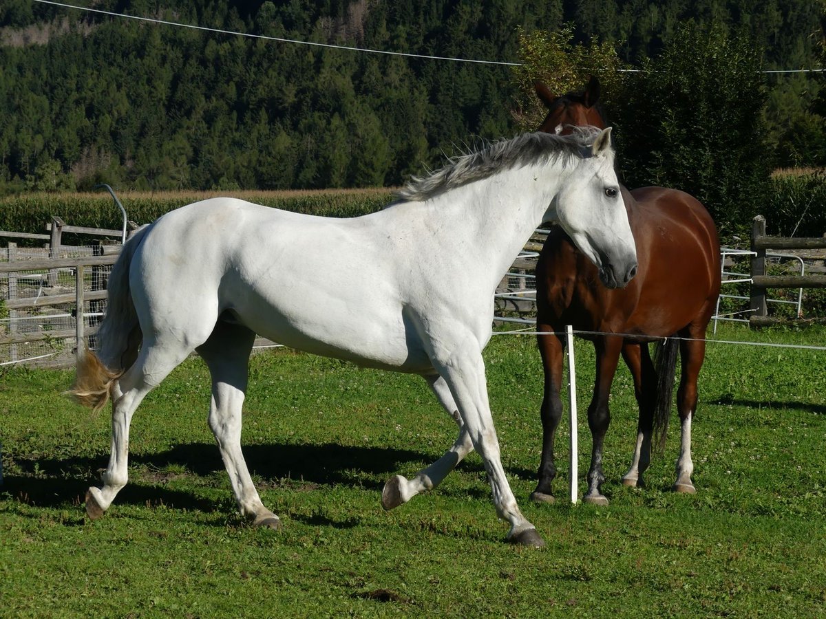 Andaluso Mix Giumenta 15 Anni 155 cm Grigio in St. Lorenzen