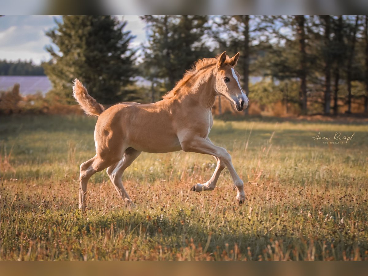 Andaluso Mix Giumenta 1 Anno 155 cm Palomino in Neumarkt-Sankt Veit