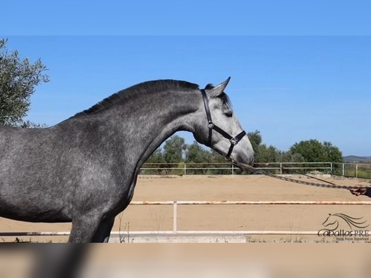 Andaluso Giumenta 3 Anni Grigio in Merida