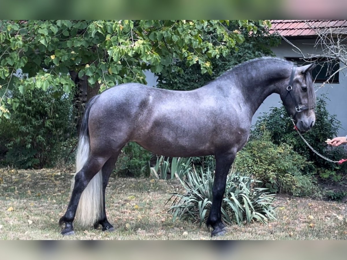 Andaluso Giumenta 4 Anni 151 cm Grigio in Rechnitz