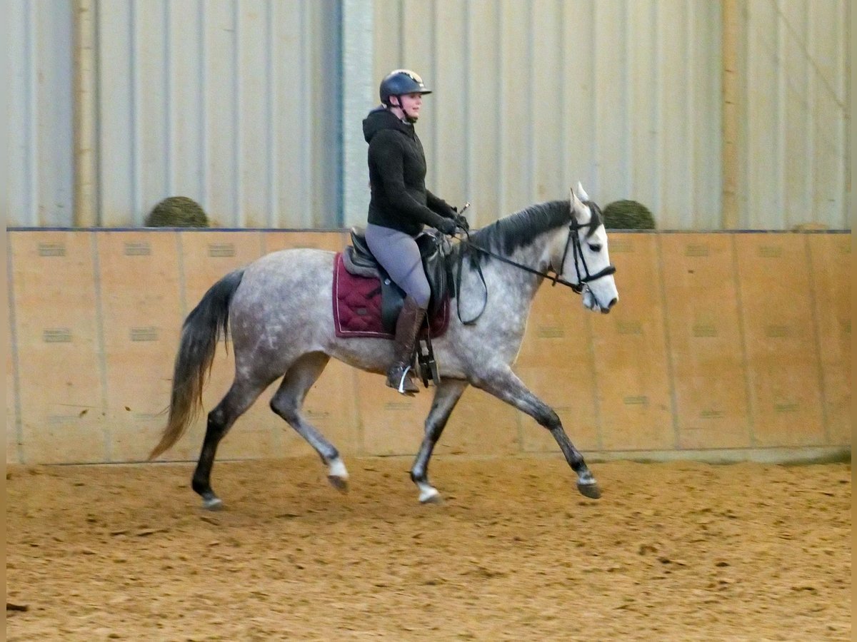 Andaluso Giumenta 4 Anni 154 cm Grigio in Neustadt (Wied)