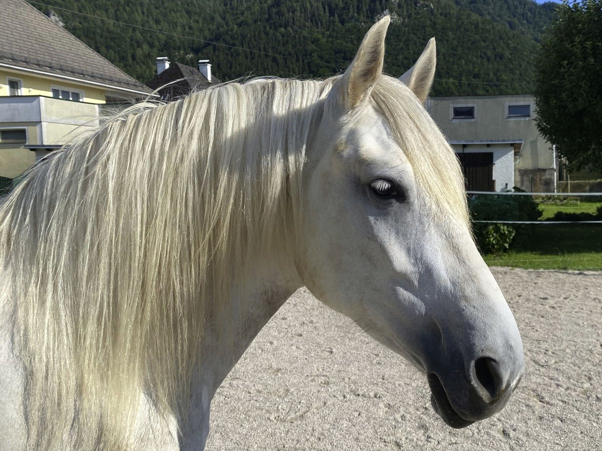 Andaluso Giumenta 4 Anni 154 cm Grigio pezzato in Scharnstein