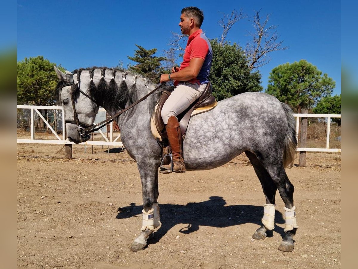 Andaluso Giumenta 4 Anni 156 cm Grigio pezzato in Cadiz