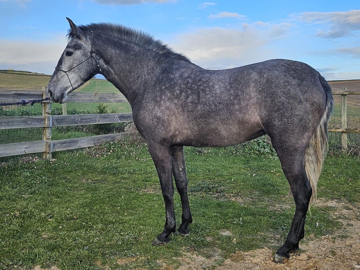 Andaluso Giumenta 4 Anni Grigio in Valladolid