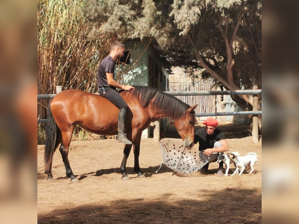 Andaluso Giumenta 5 Anni 150 cm Baio in Adra Almeria Andaluso Giumenta 5 Anni 150 cm Baio in Adra Almeria