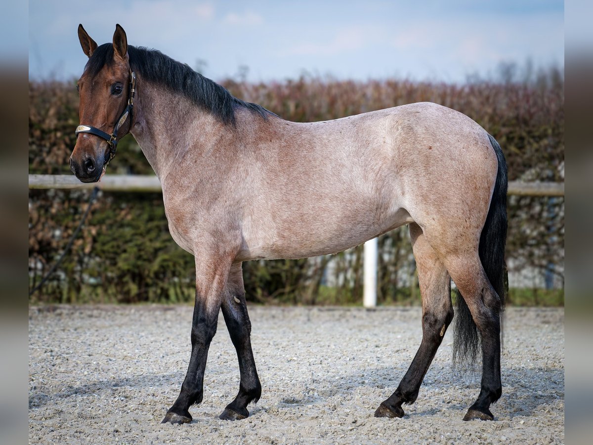 Andaluso Giumenta 5 Anni 155 cm Grigio rossastro in Neustadt (Wied)