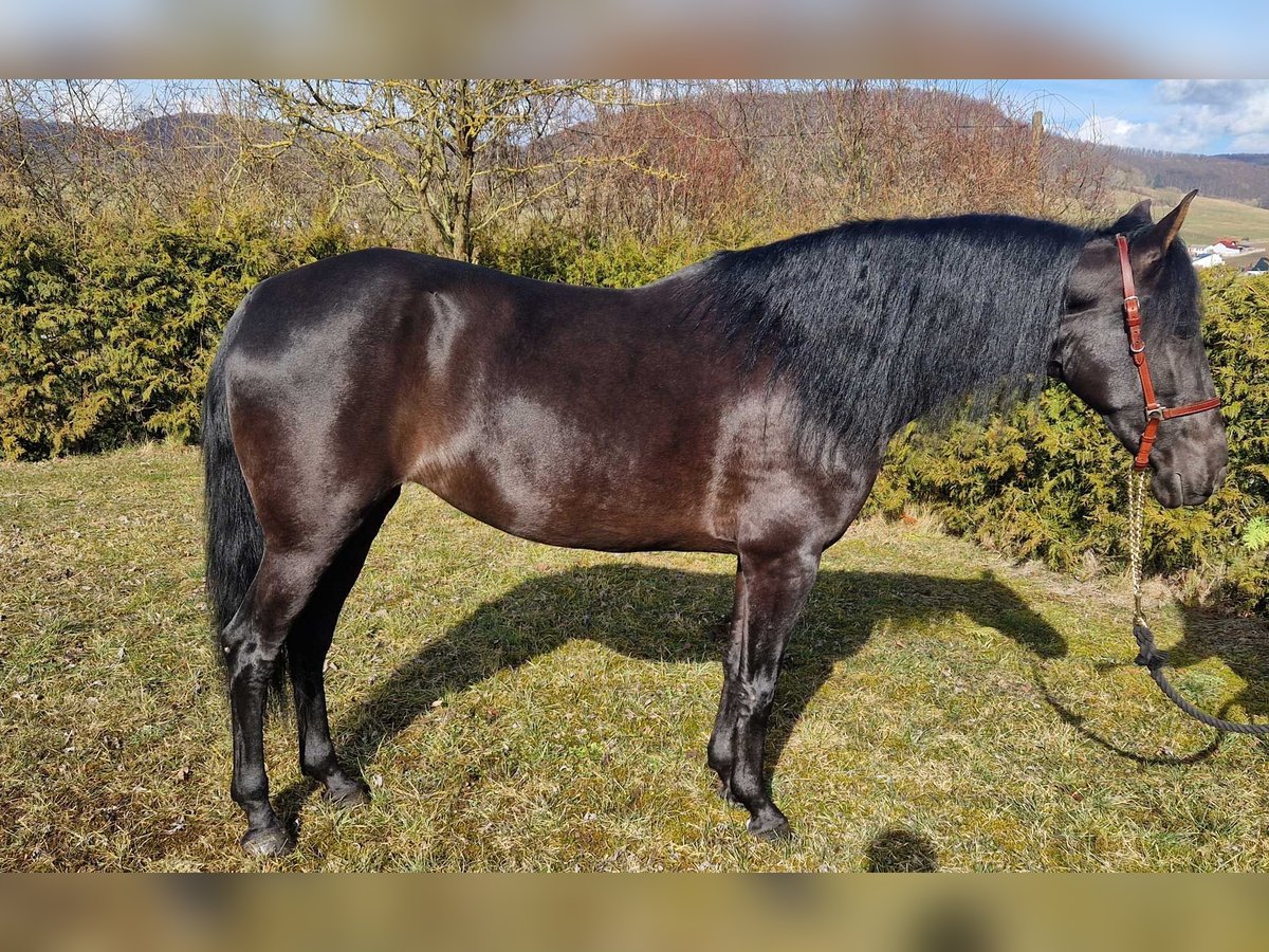 Andaluso Giumenta 5 Anni 155 cm Morello in Schimberg