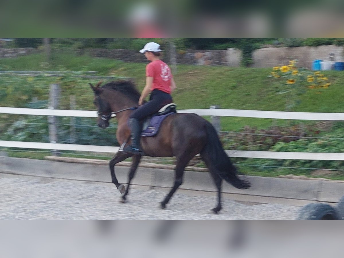 Andaluso Giumenta 6 Anni 157 cm Baio in Strugarjach / StrugarjeFerlach