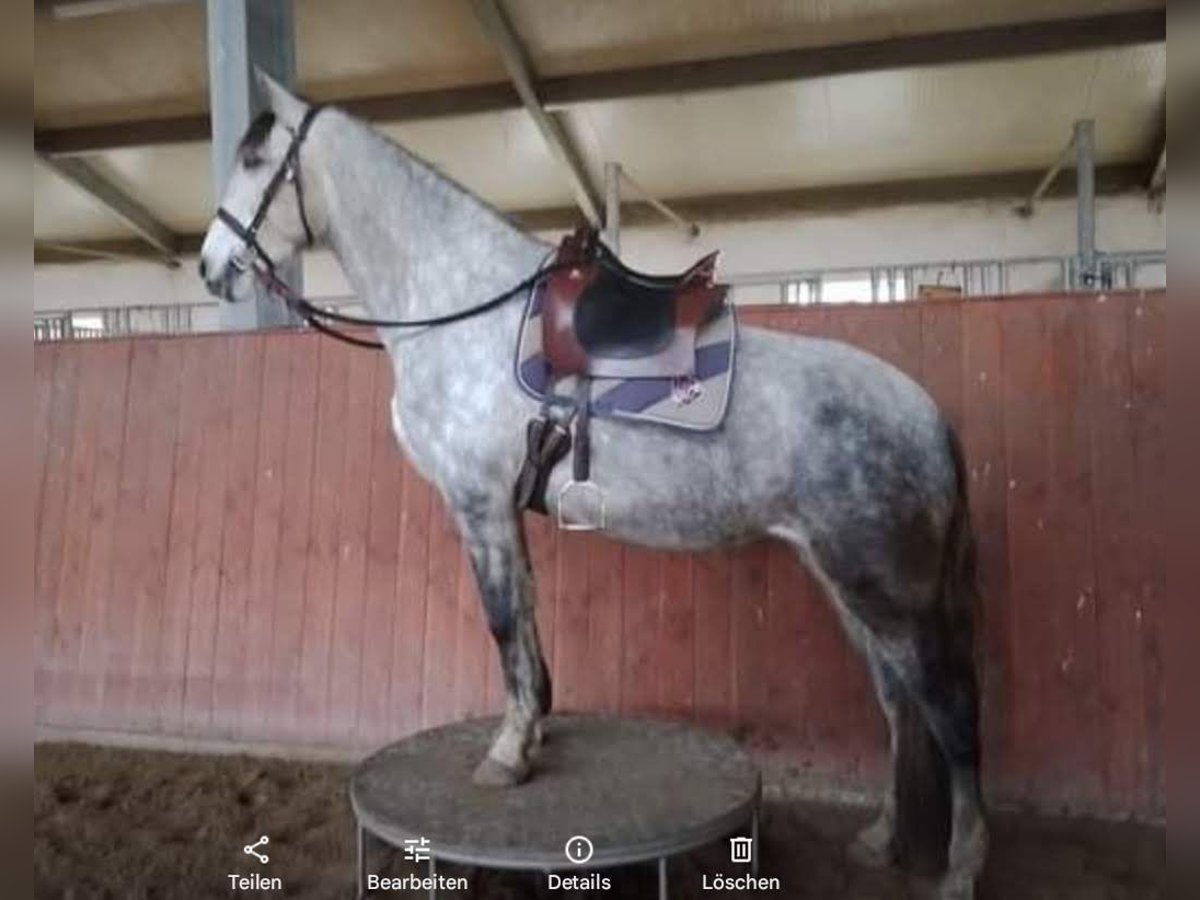 Andaluso Giumenta 6 Anni 168 cm Grigio pezzato in Sögel