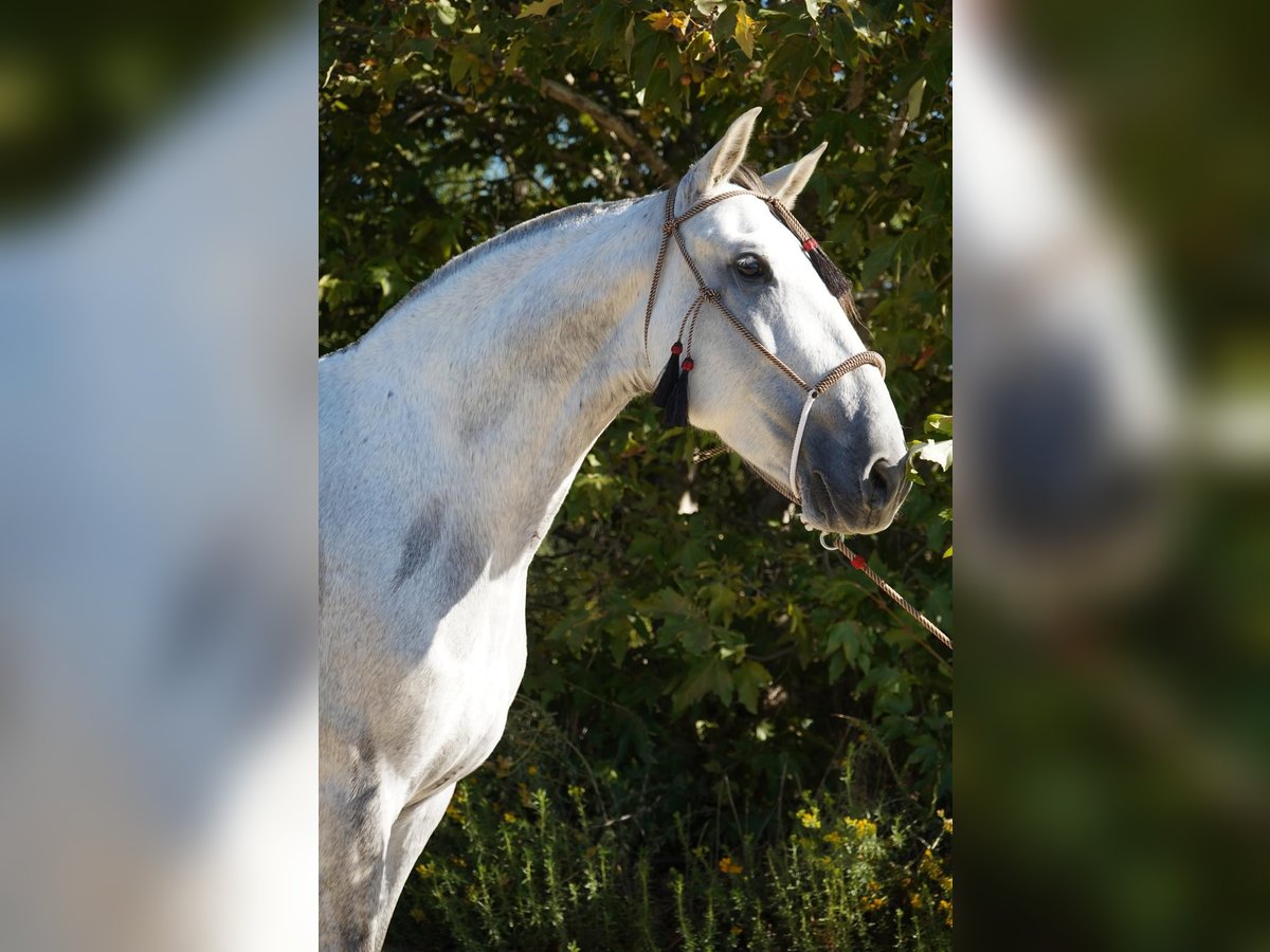 Andaluso Giumenta 6 Anni Grigio in Corona, CA