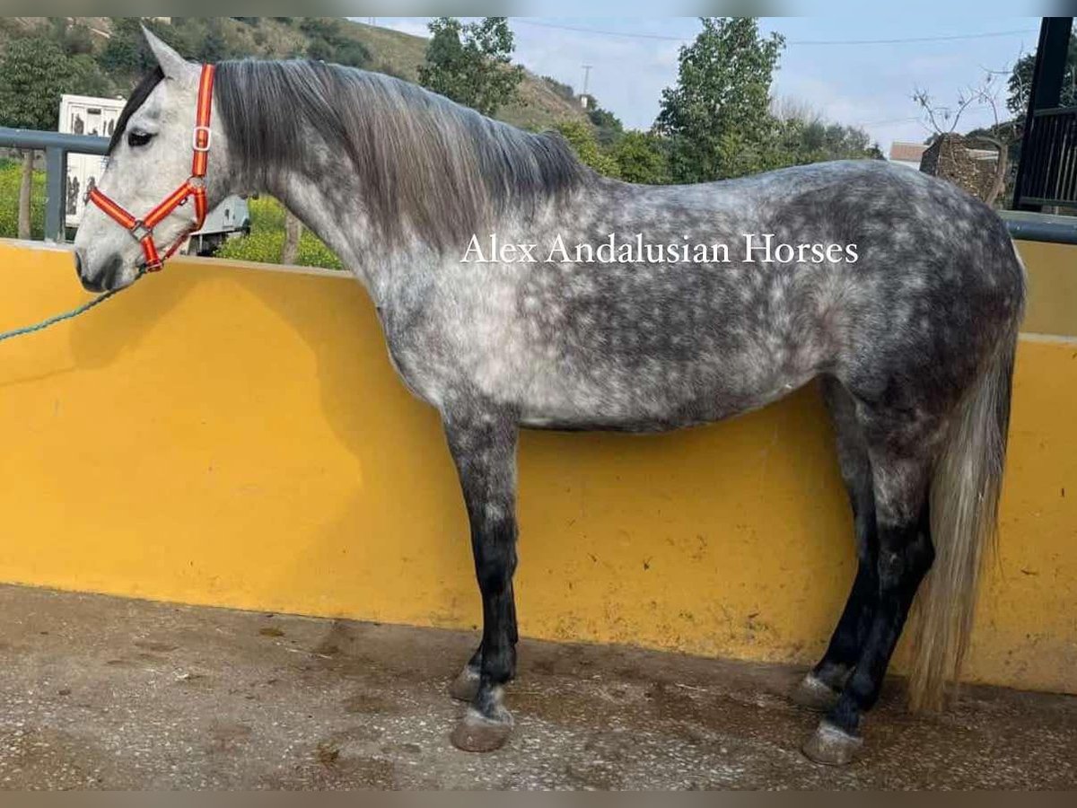 Andaluso Giumenta 7 Anni 157 cm Grigio pezzato in Sevilla