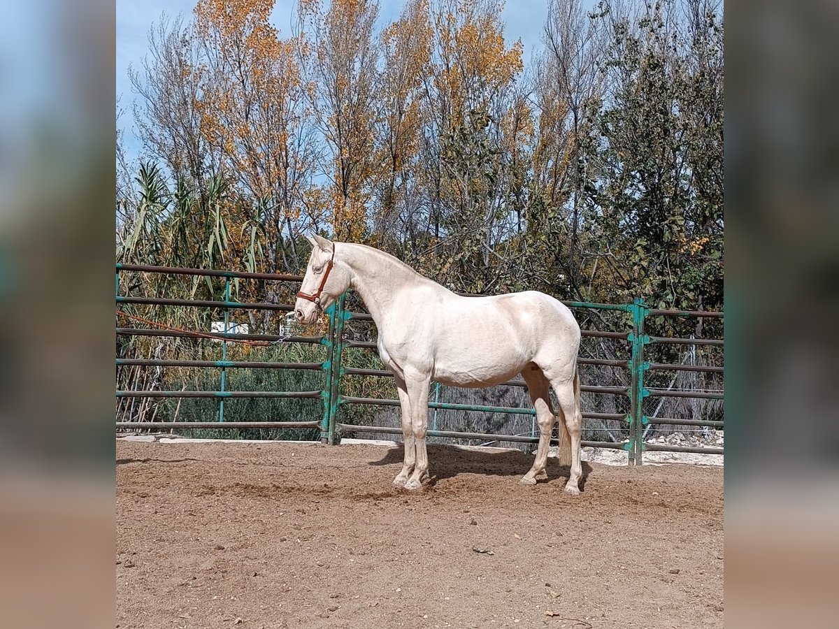 Andaluso Giumenta 7 Anni Perlino in Sevilla