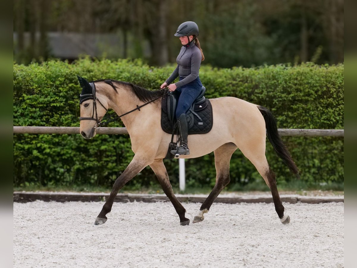 Andaluso Giumenta 8 Anni 163 cm Falbo in Neustadt (Wied)