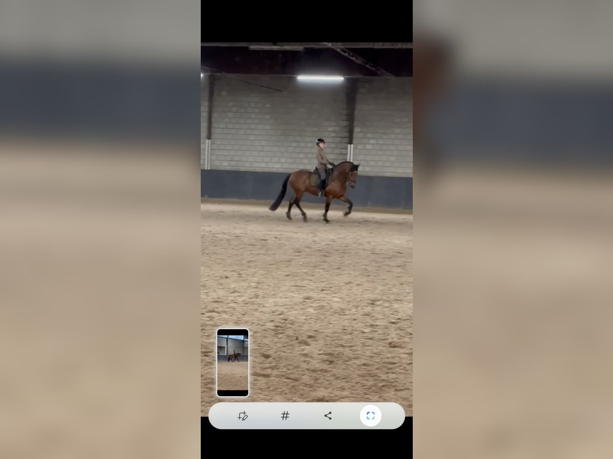 Andaluso Stallone 10 Anni 163 cm Baio in Vaals