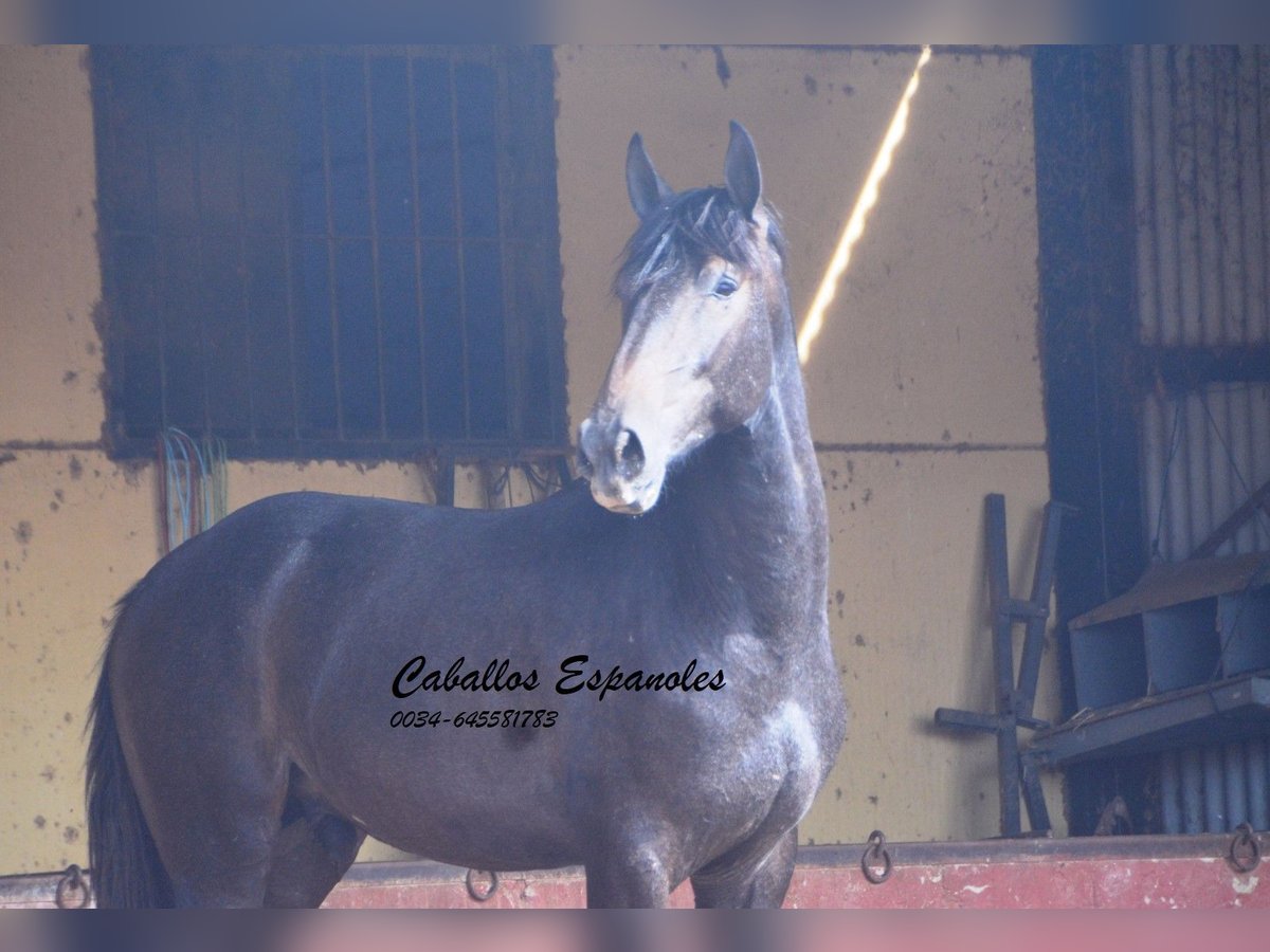 Andaluso Stallone 2 Anni Grigio ferro in Vejer de la Frontera