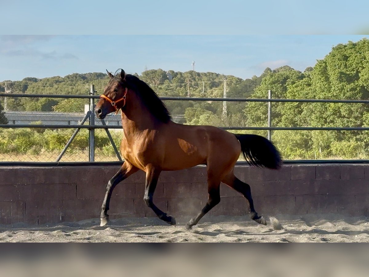 Andaluso Stallone 3 Anni 158 cm Baio in Barcelona
