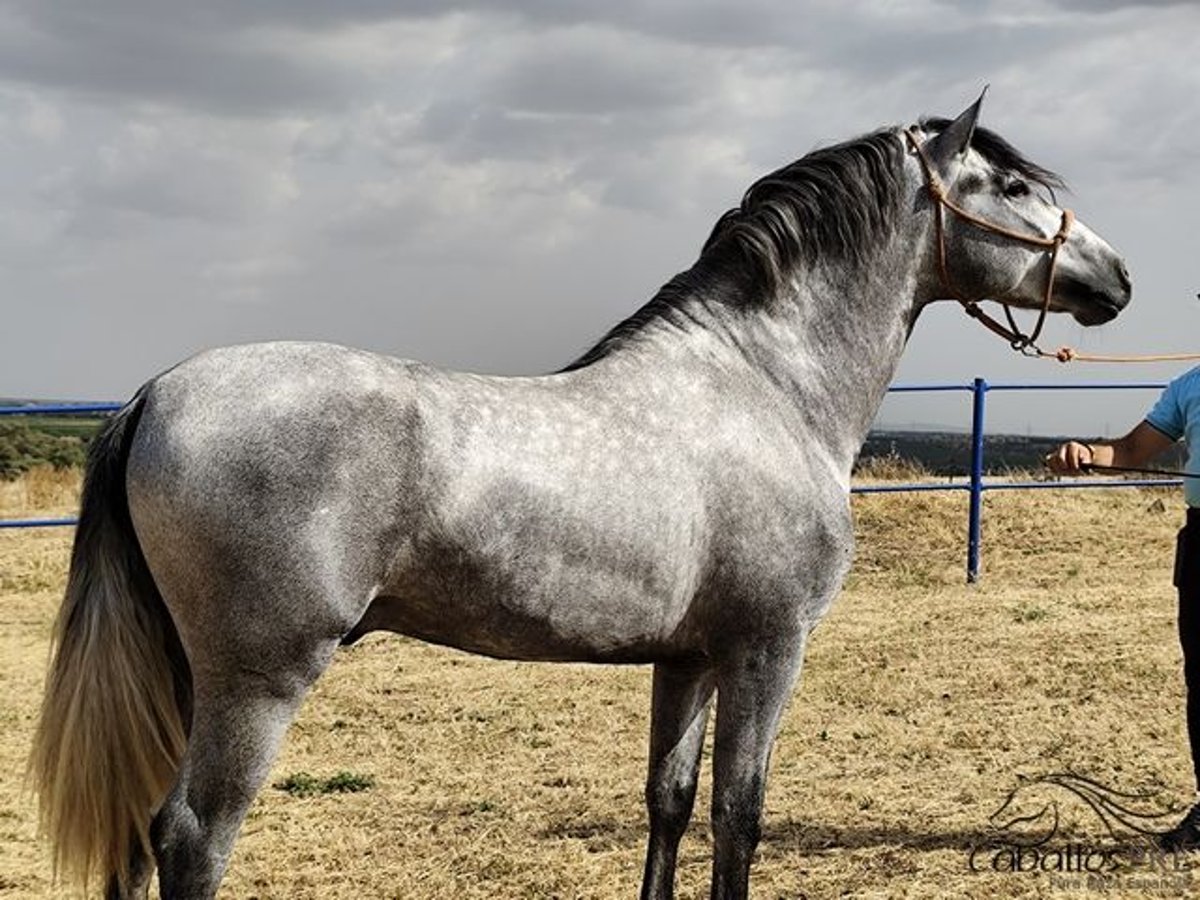 Andaluso Stallone 3 Anni 158 cm Grigio in Badajoz