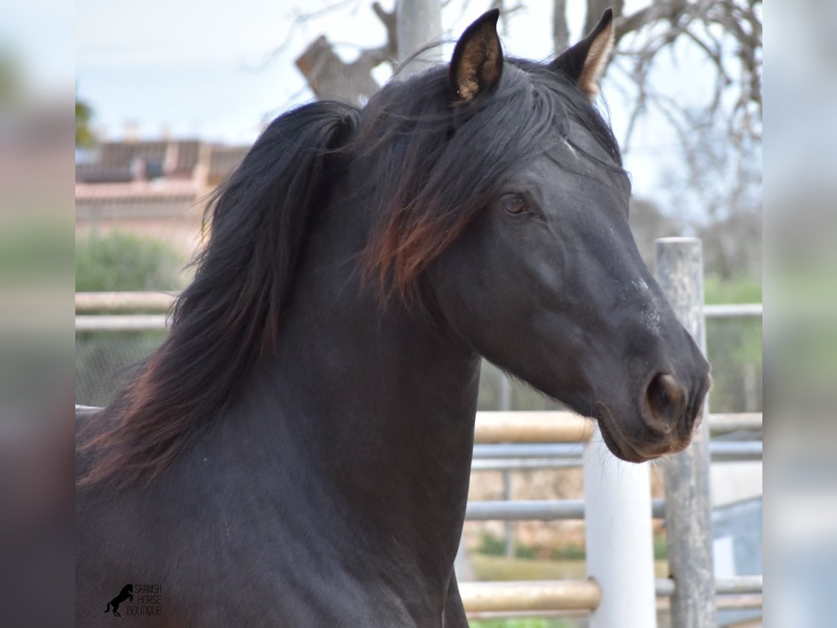 Andaluso Stallone 4 Anni 159 cm Morello in Mallorca