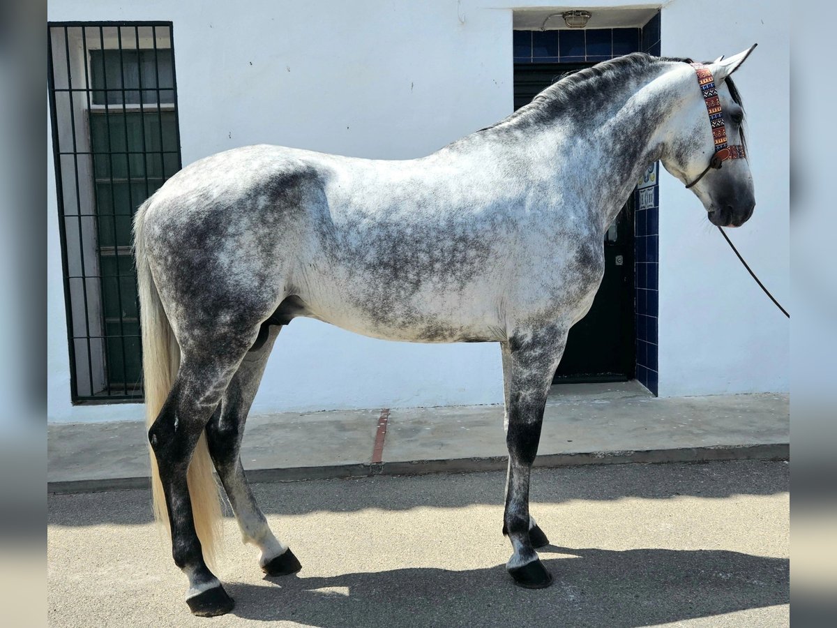 Andaluso Stallone 6 Anni 165 cm Grigio pezzato in Cheste