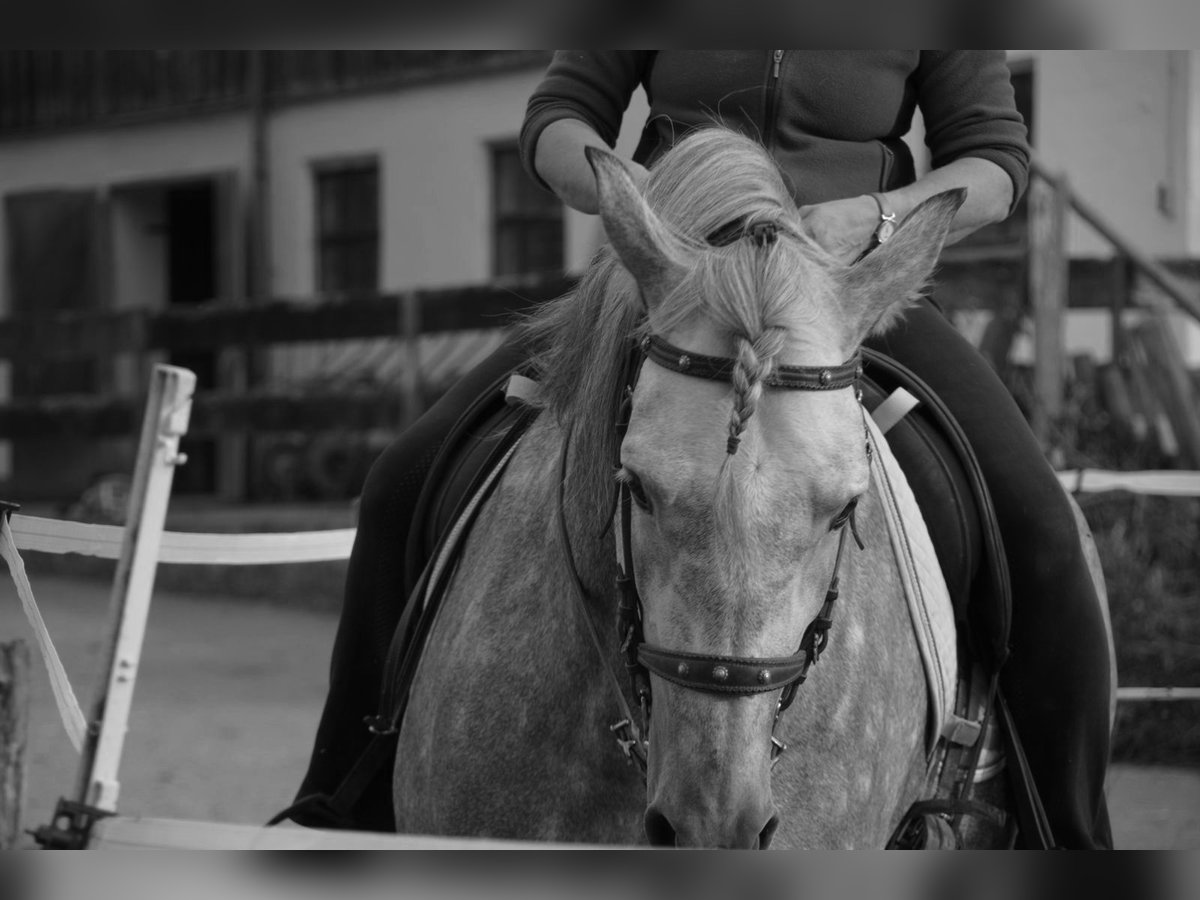 Andaluso Stallone 7 Anni 164 cm Può diventare grigio in Aitrang