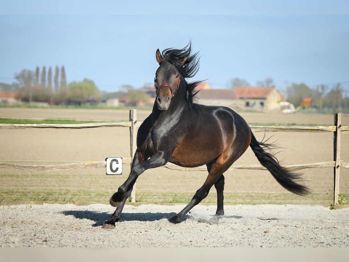 Andaluso Stallone Baio scuro in Alveringem