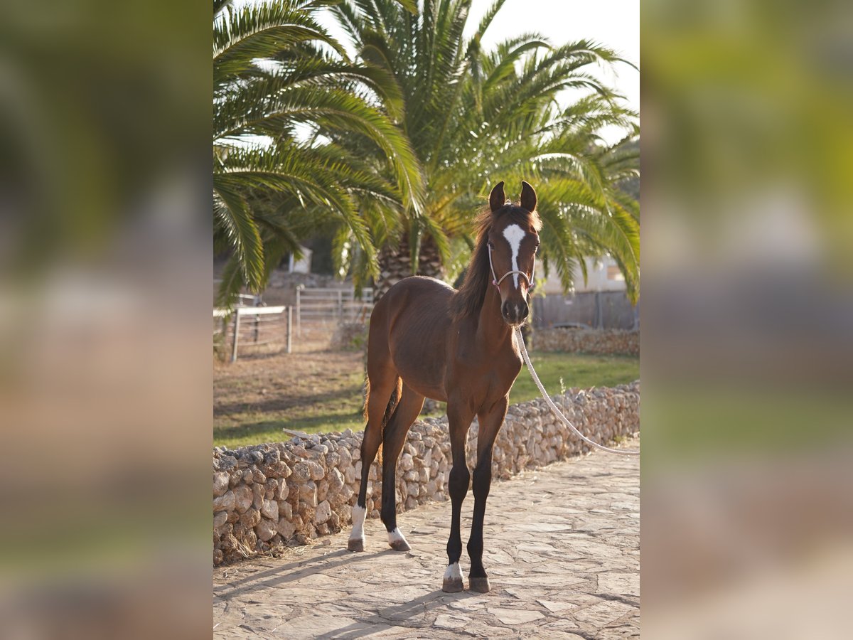 Andere Rassen Hengst 1 Jaar 155 cm Donkerbruin in Porto Cristo