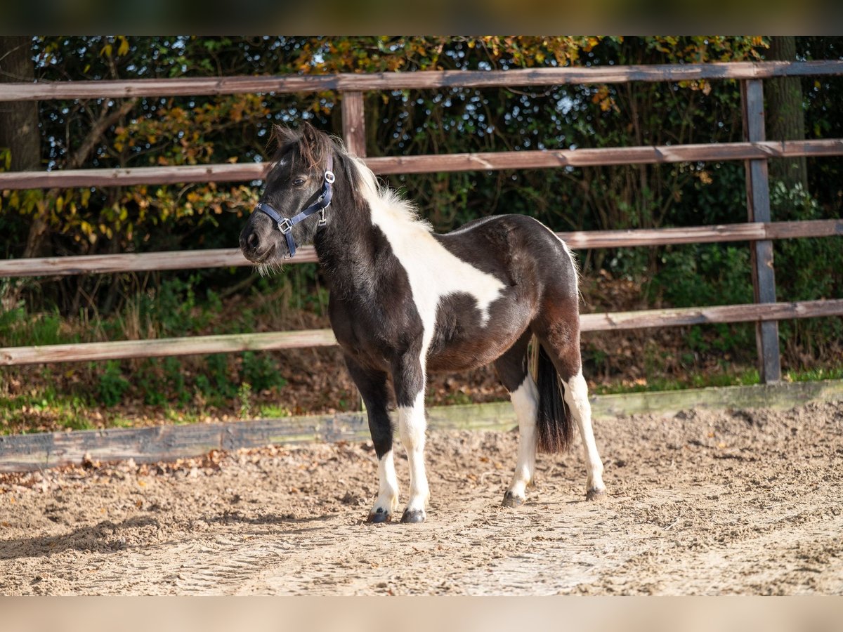 Andere Rassen Hengst 2 Jaar 116 cm Gevlekt-paard in GROTE-BROGEL
