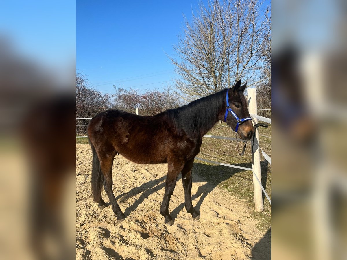 Andere Rassen Hengst 2 Jaar 146 cm Donkerbruin in Karlsruhe