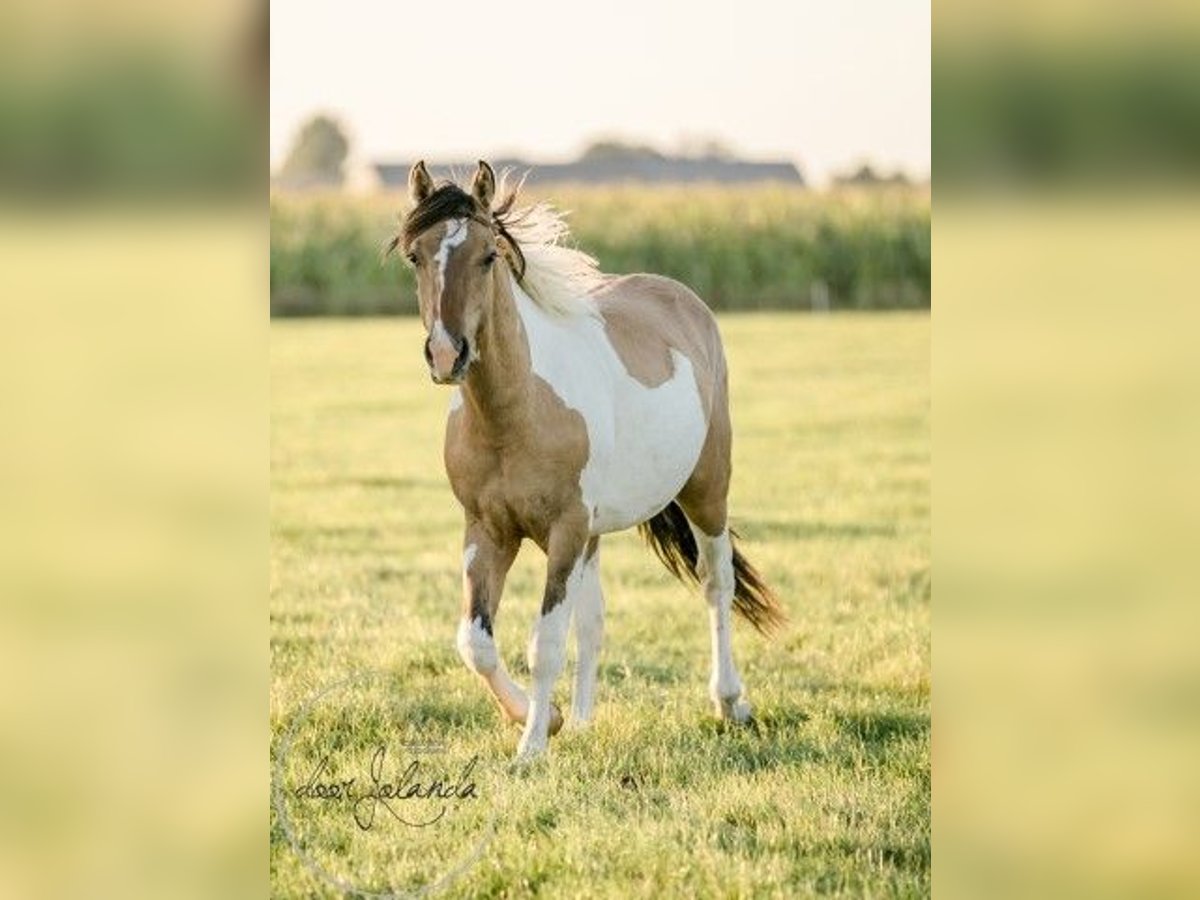 Andere Rassen Hengst 2 Jaar 150 cm Falbe in Tzummarum