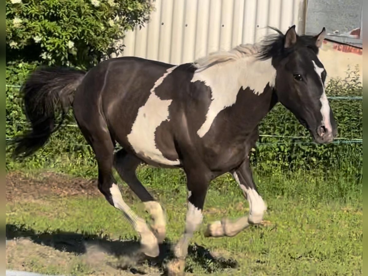 Andere Rassen Hengst 2 Jaar 150 cm Grullo in Niederaula