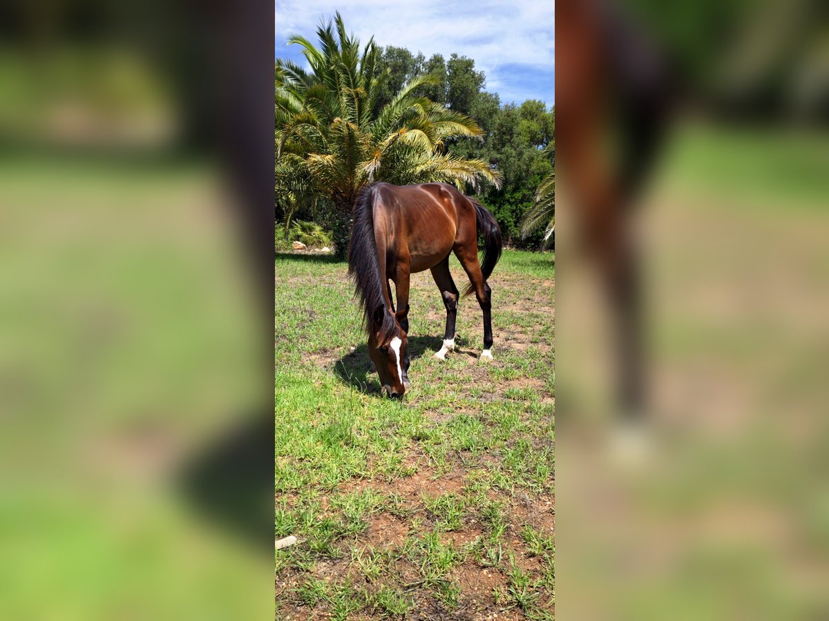 Andere Rassen Hengst 2 Jaar 157 cm Donkerbruin in Heitersheim