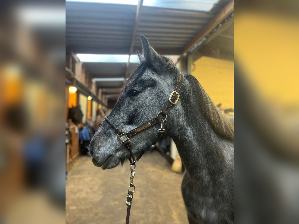 Andere Rassen Hengst 3 Jaar 152 cm Schimmel in Orbec