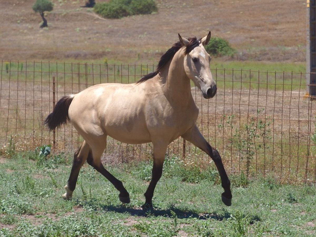 Andere Rassen Hengst 3 Jaar 157 cm Buckskin in NAVAS DEL MADRONO