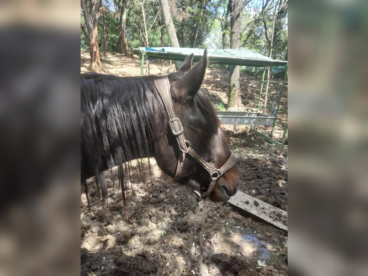 Andere Rassen Mix Hengst 4 Jaar 175 cm Roodbruin in Visan