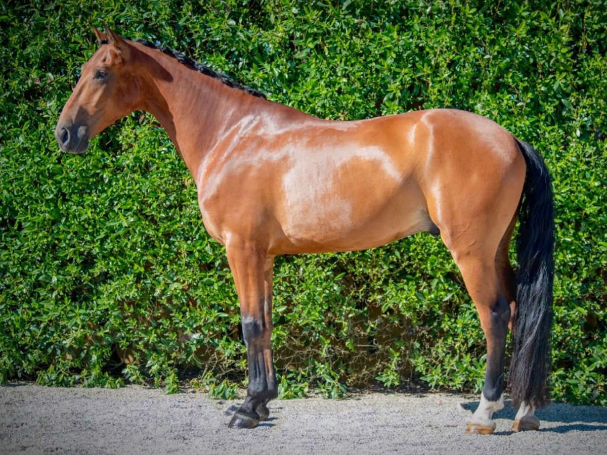 Andere Rassen Hengst 6 Jaar 165 cm Bruin in Navas Del Madroño