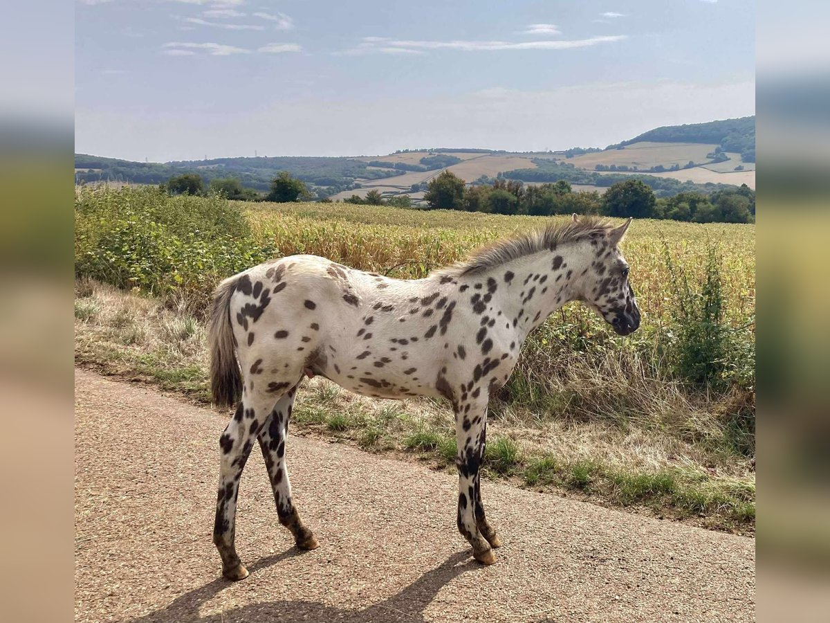 Andere Rassen Hengst Veulen (01/2025) 148 cm Appaloosa in Montagny-l&#xE8;s-Buxy