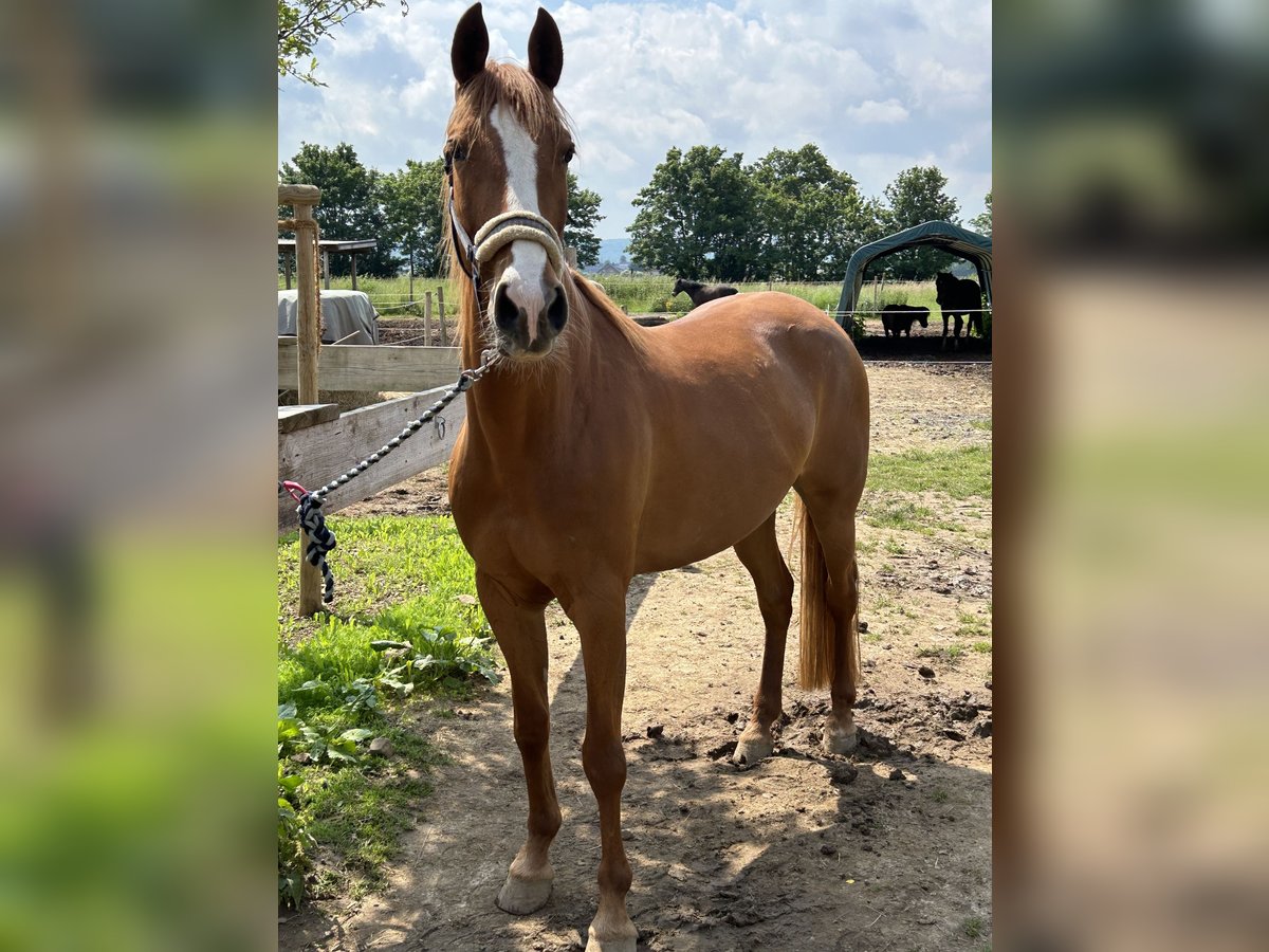 Andere Rassen Mix Merrie 10 Jaar 157 cm Vos in Euskirchen