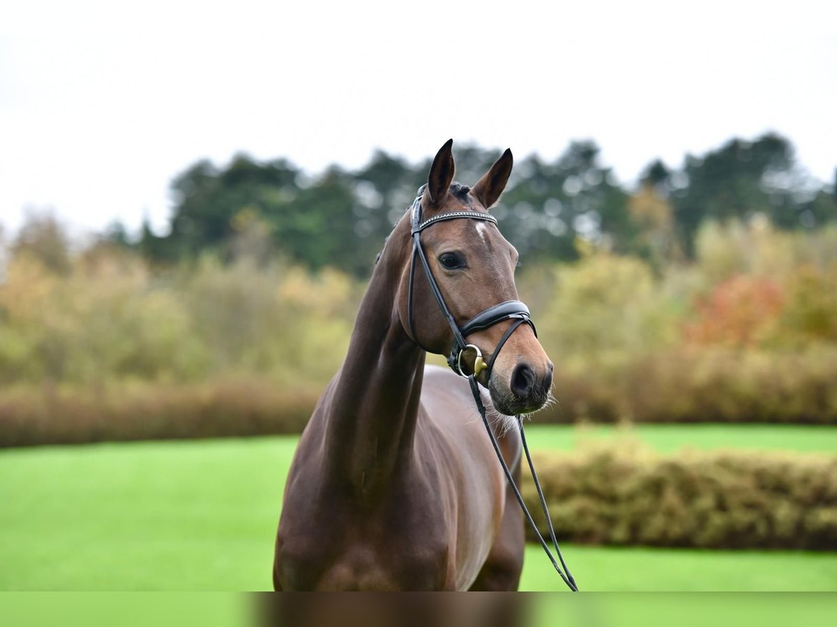 Andere Rassen Merrie 10 Jaar Bruin in Fontaine-l&#39;Abbé