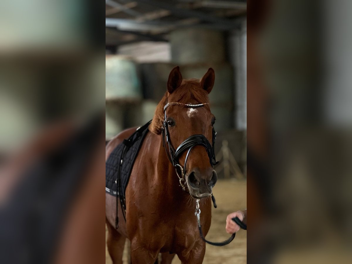 Andere Rassen Merrie 11 Jaar 148 cm Vos in Grevenbroich