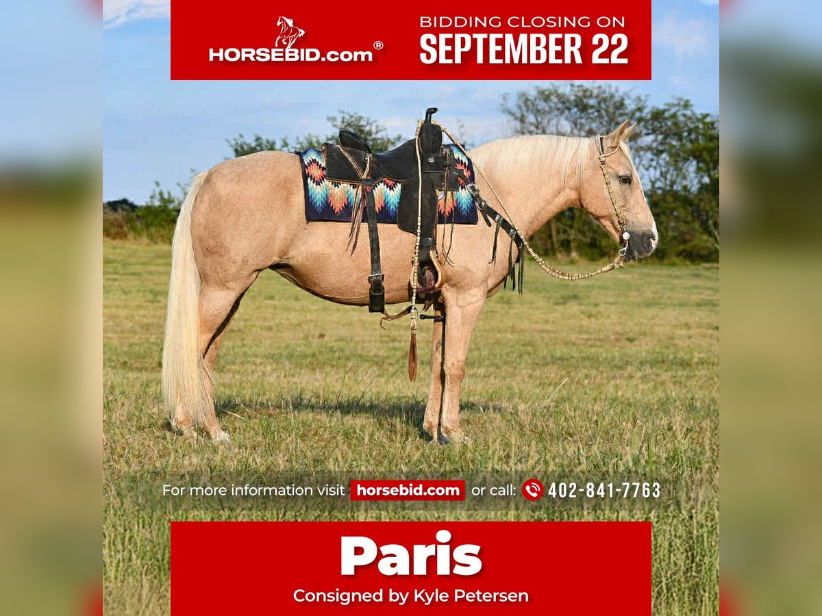 Andere Rassen Merrie 11 Jaar 152 cm Palomino in Corsica