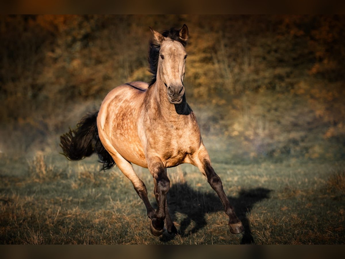 Andere Rassen Merrie 11 Jaar 154 cm Falbe in Witten