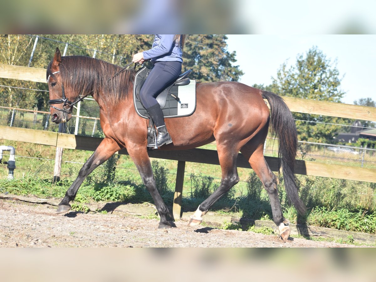 Andere Rassen Merrie 11 Jaar 161 cm Bruin in Achtmaal