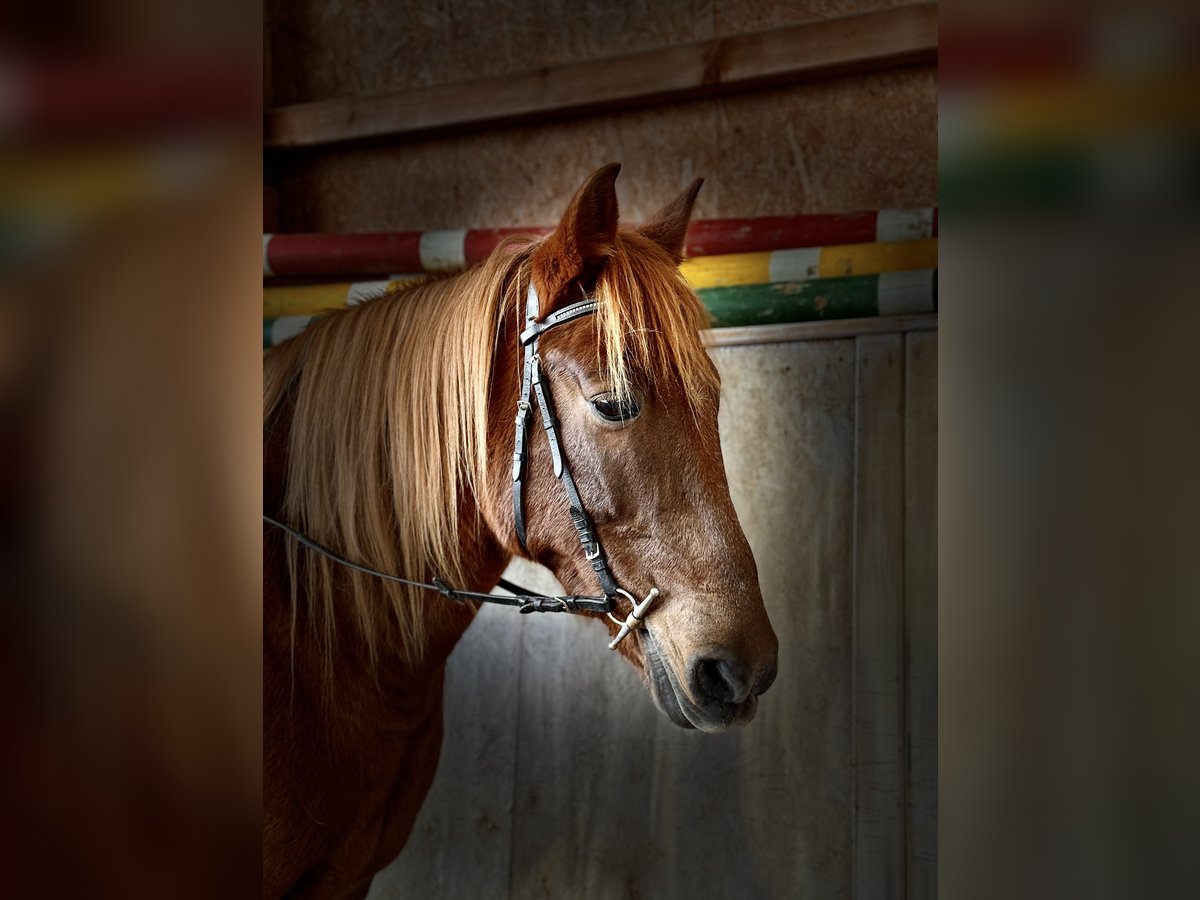 Andere Rassen Mix Merrie 12 Jaar 155 cm Vos in Rot an der Rot