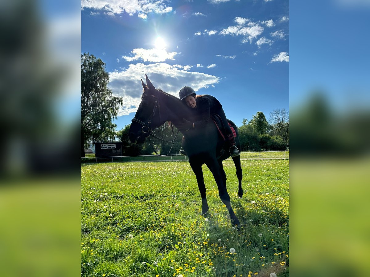 Andere Rassen Merrie 12 Jaar 170 cm Zwart in Ampflwang